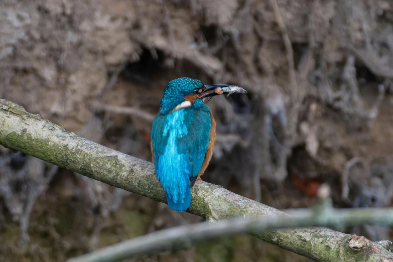 a blue bird perched on a tree nch