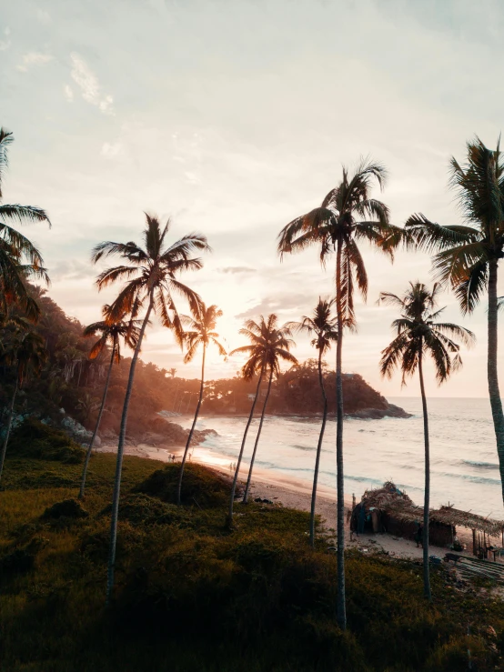 palm trees line the shore as the sun sets