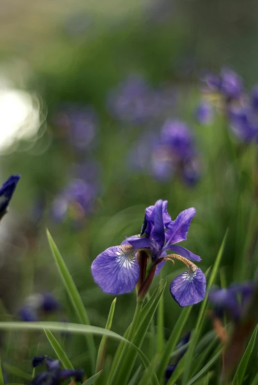 some purple flowers growing out of green grass