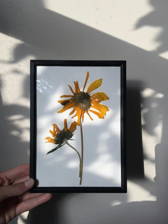 a hand is holding a small sunflower