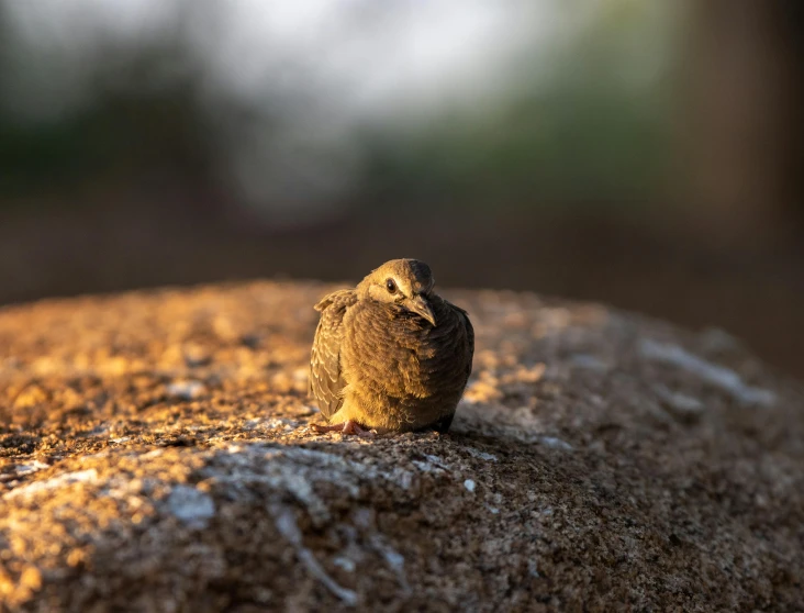 a small bird sitting on top of a pile of stone