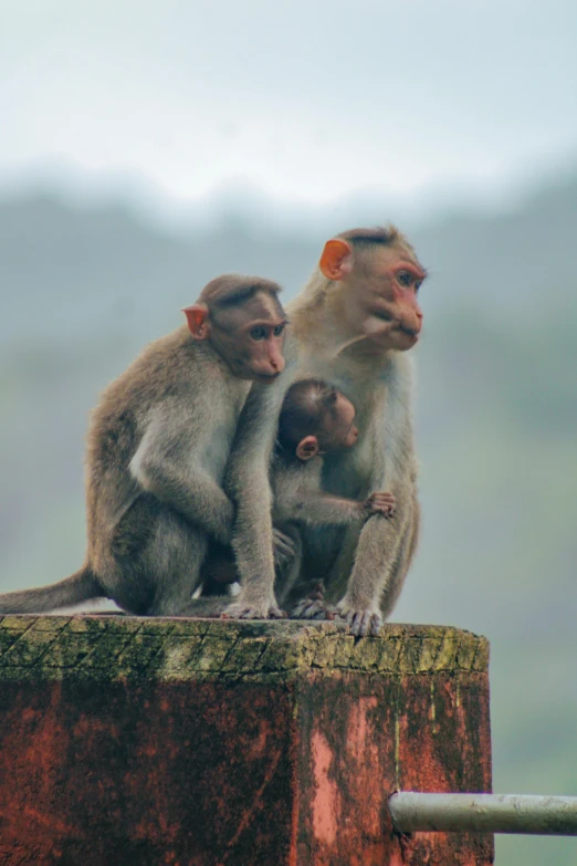 a mother and child monkey sitting on top of a post