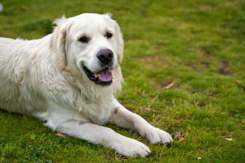 an image of a dog that is sitting in the grass