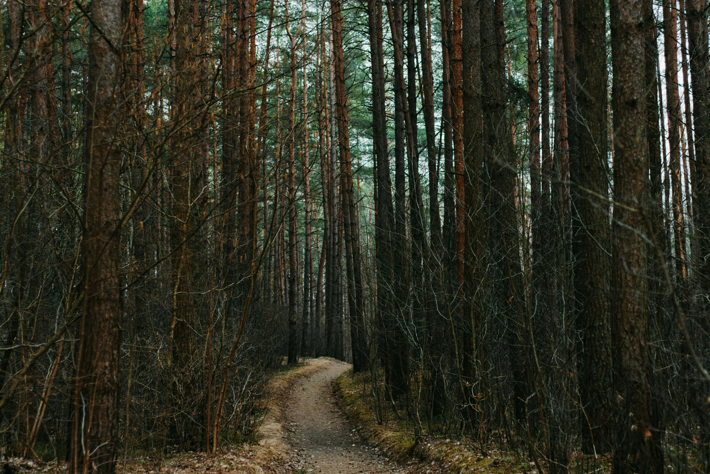 a dirt road in the middle of a forest