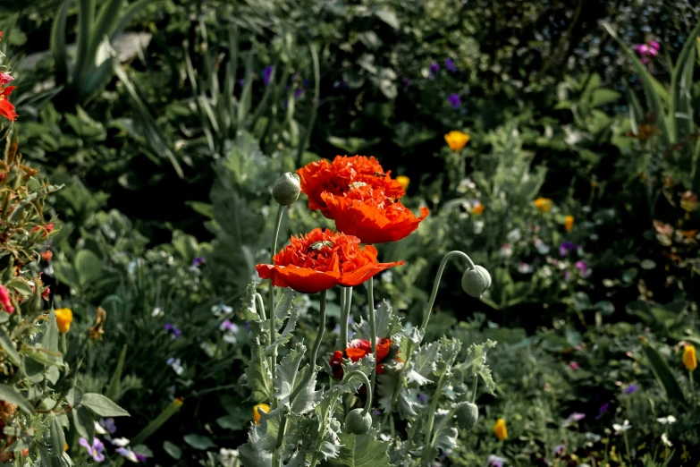 several red flowers growing in a field of green grass