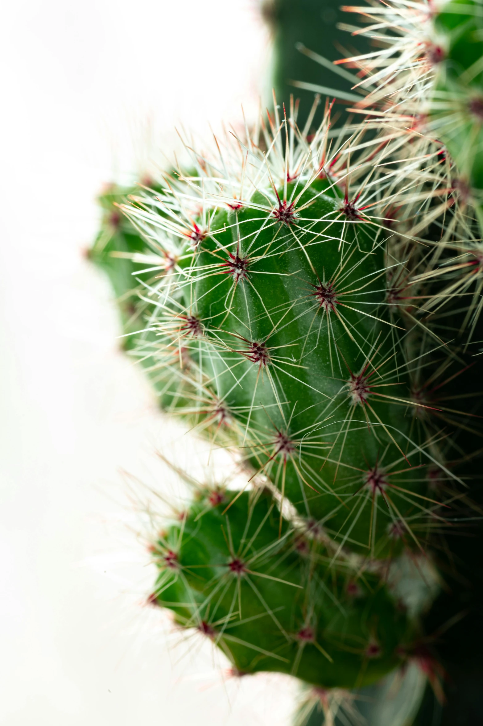 the green cactus has thin stems and is starting to look new