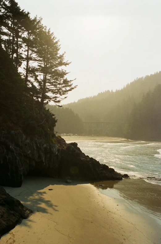 an empty sandy beach and several trees beside it