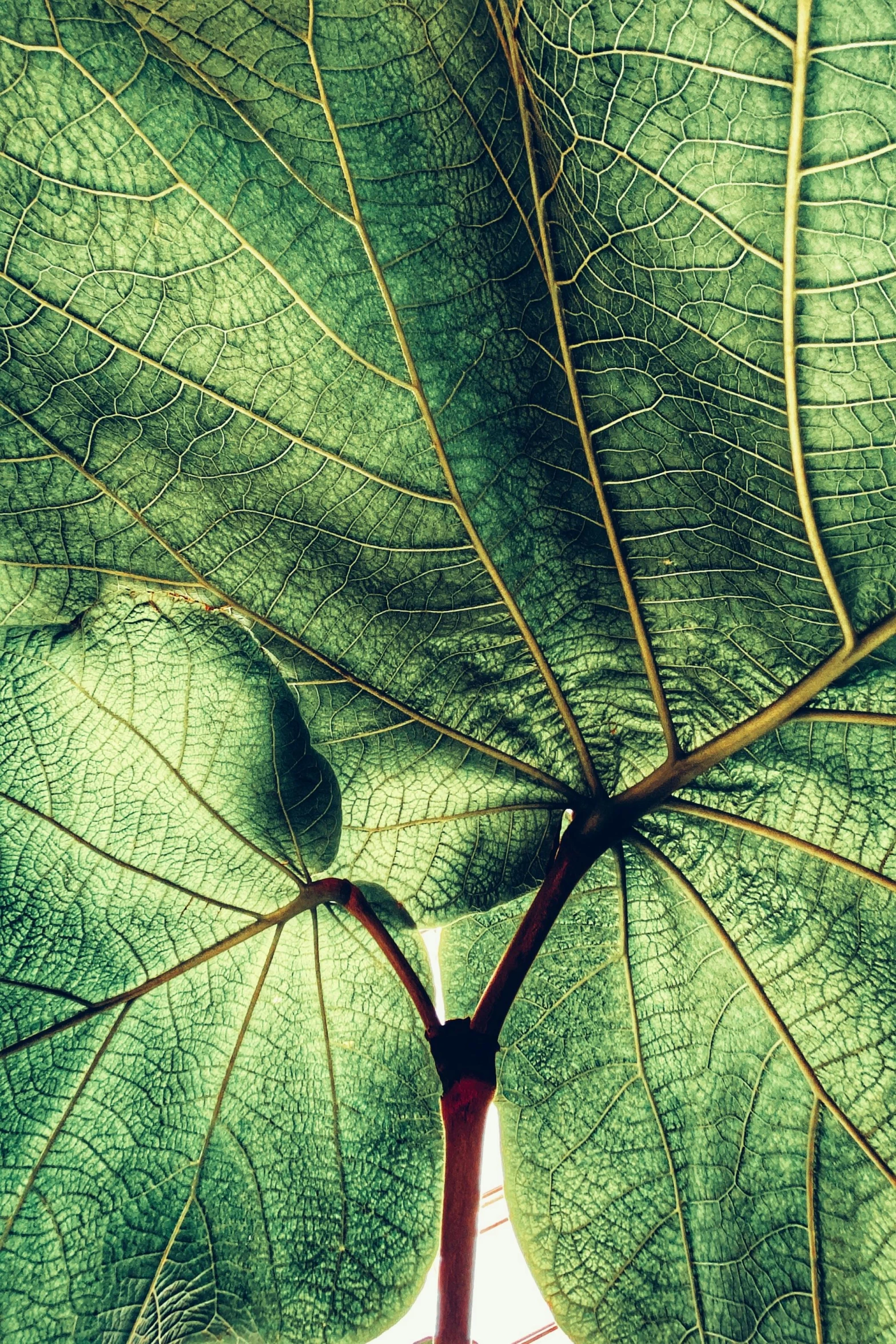 a large leaf with many green leaves hanging down