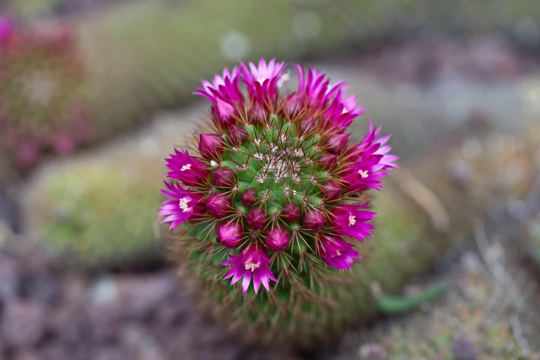 the flower buds on the plant are really vint