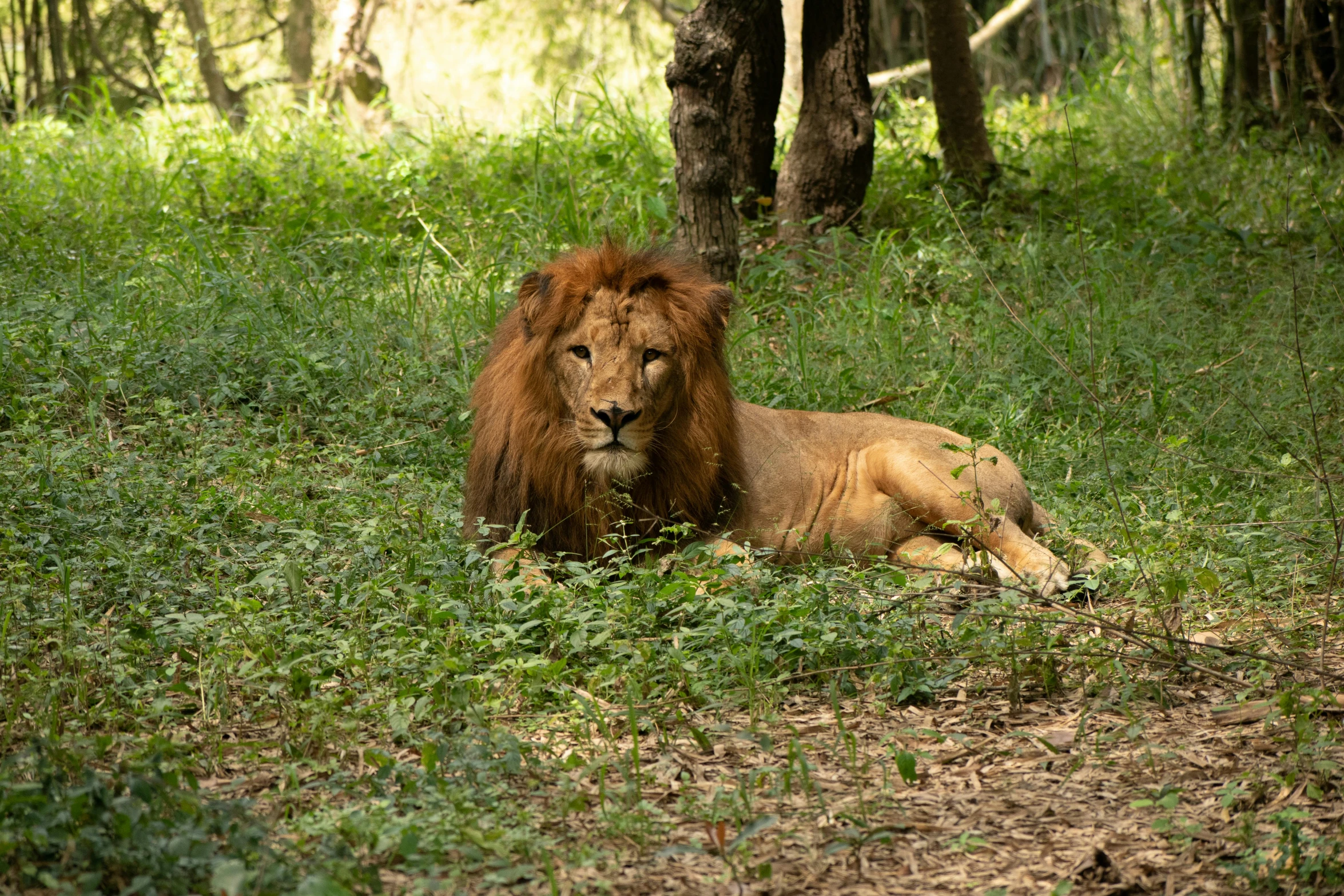 the lion is laying down in the grass