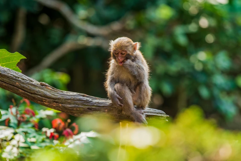 a brown monkey sitting on a tree nch in front of some trees