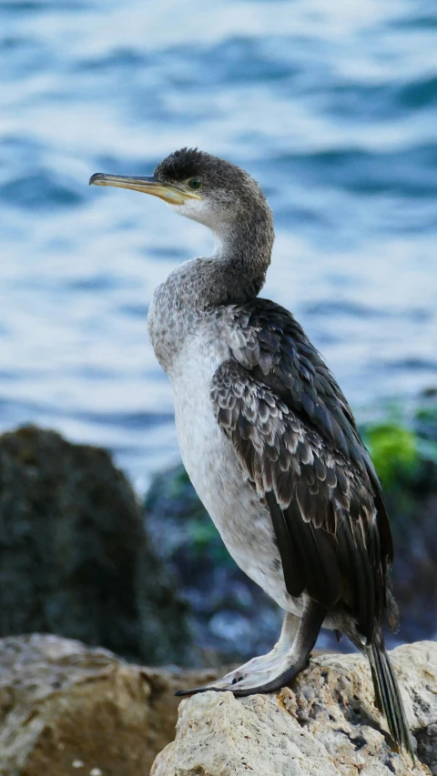 a bird that is standing on some rocks