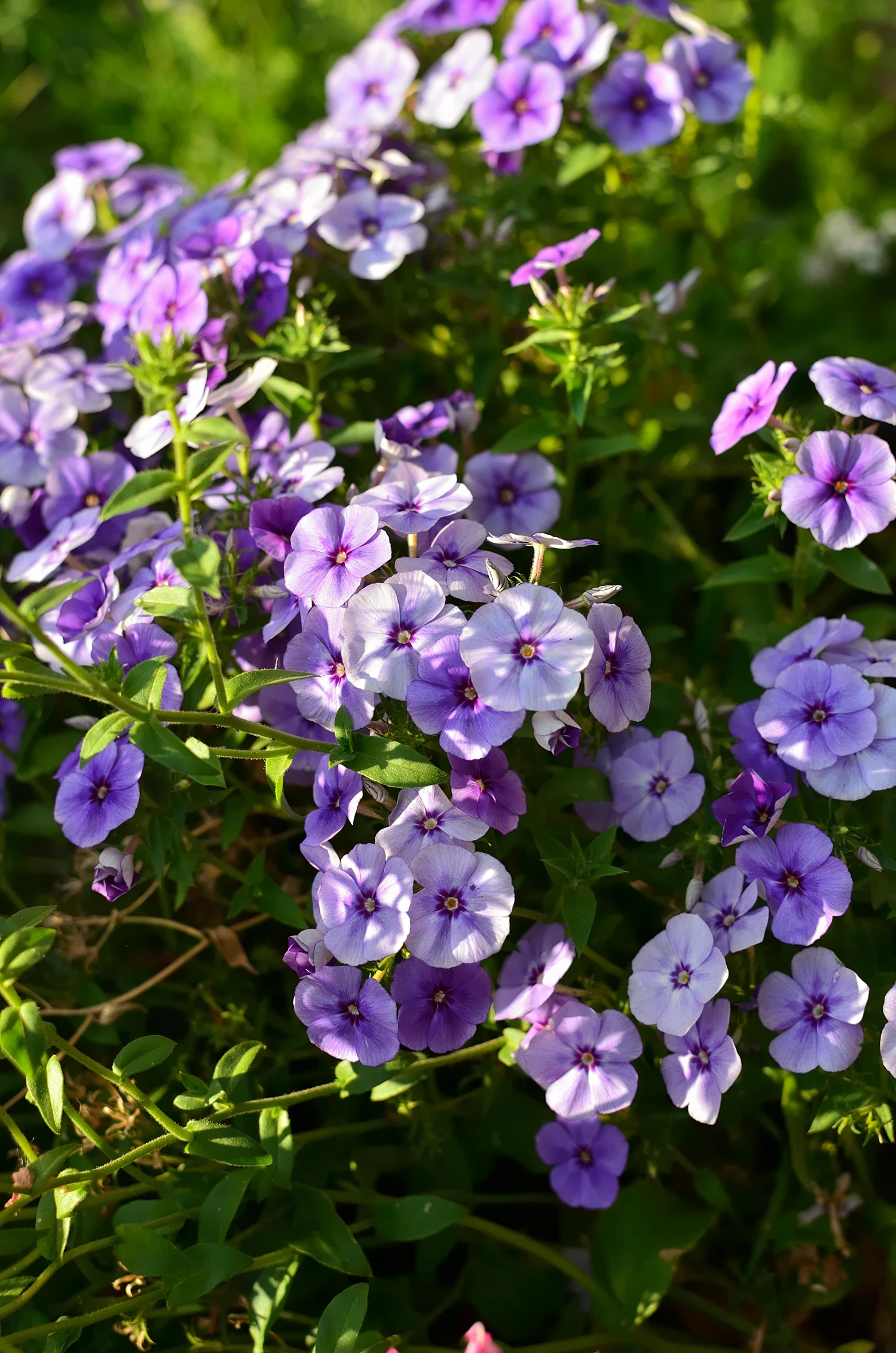 many purple flowers on a nch of a bush