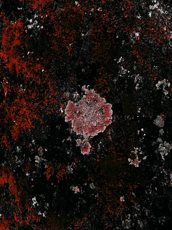 an artistic red and black painting with a flower