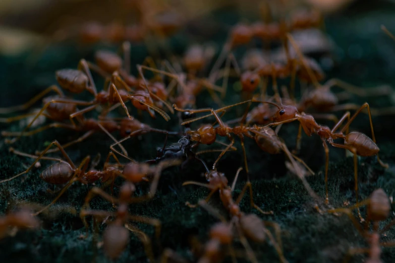 a group of red ants in the grass