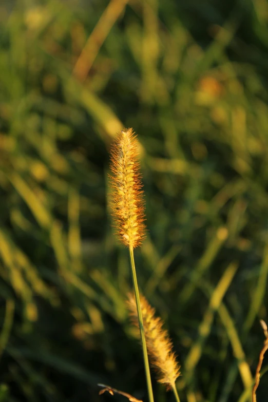 a single yellow flower stands out among grass