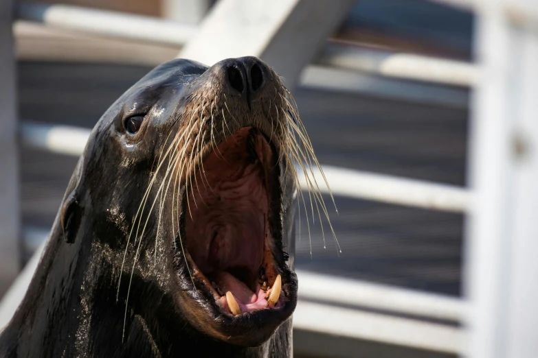 a grey seal has its mouth open and teeth wide
