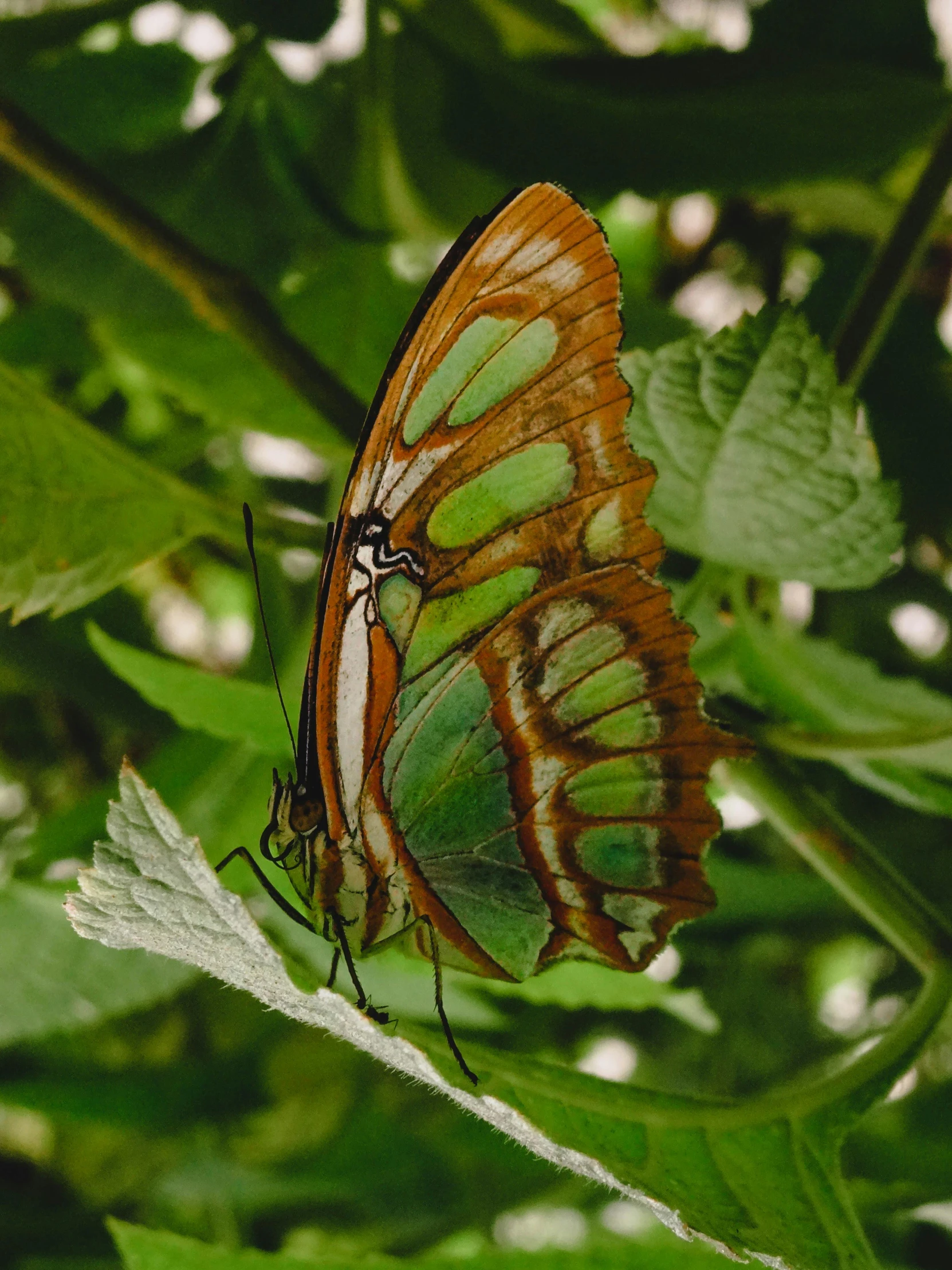 a red erfly sitting on a leaf on a tree