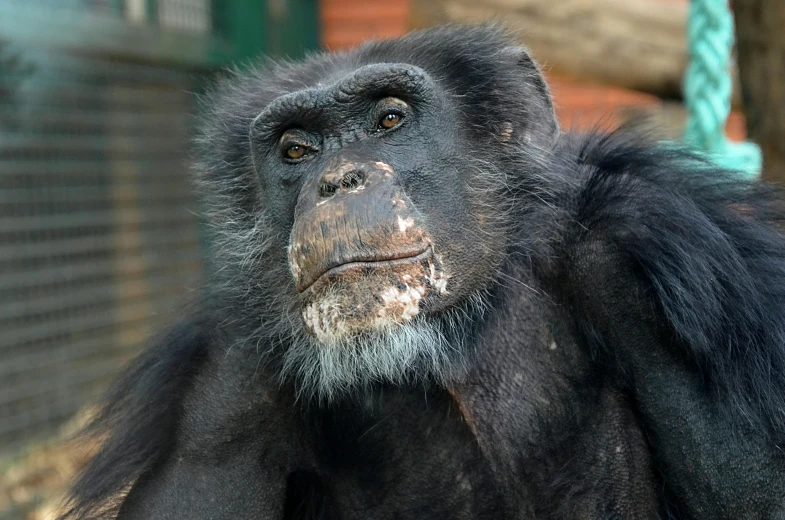 a monkey that is sitting in front of a wall