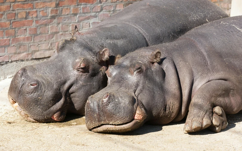 two hippo laying next to each other on top of cement