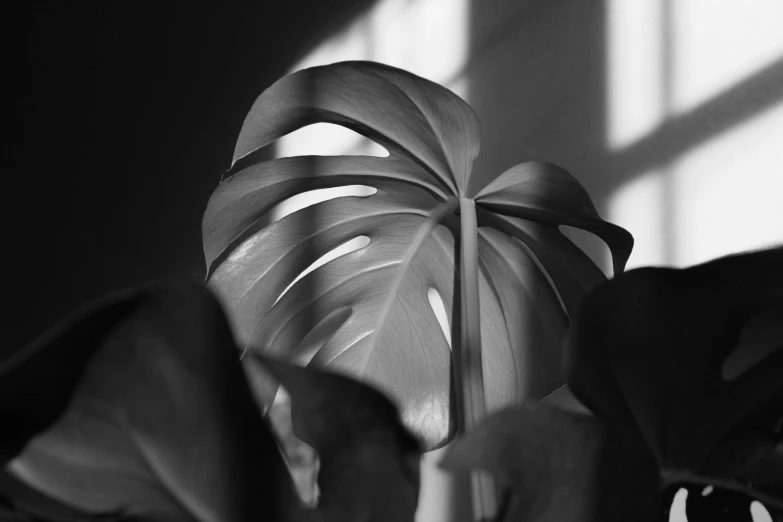 a plant with large leaves in the dark