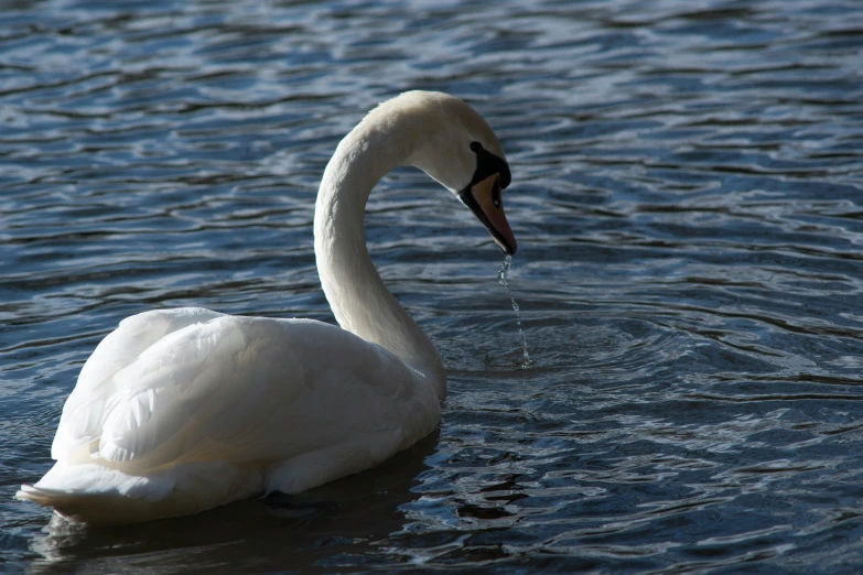 a swan in the water looking for soing to eat