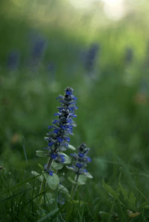 some blue flowers on the ground in the grass