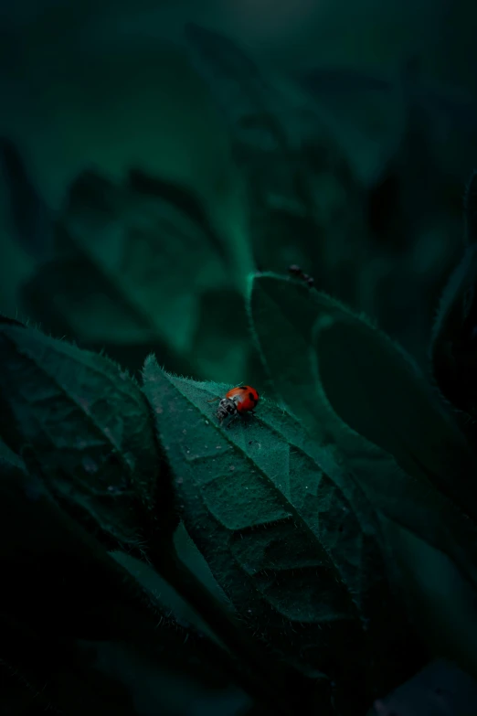 a close up of a leaf with a lady bug on it