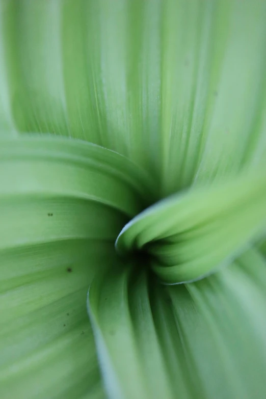 a close up view of the center of a green plant