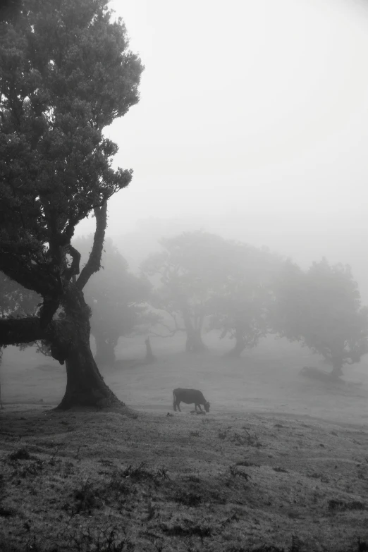 a cow standing on the field near a large tree