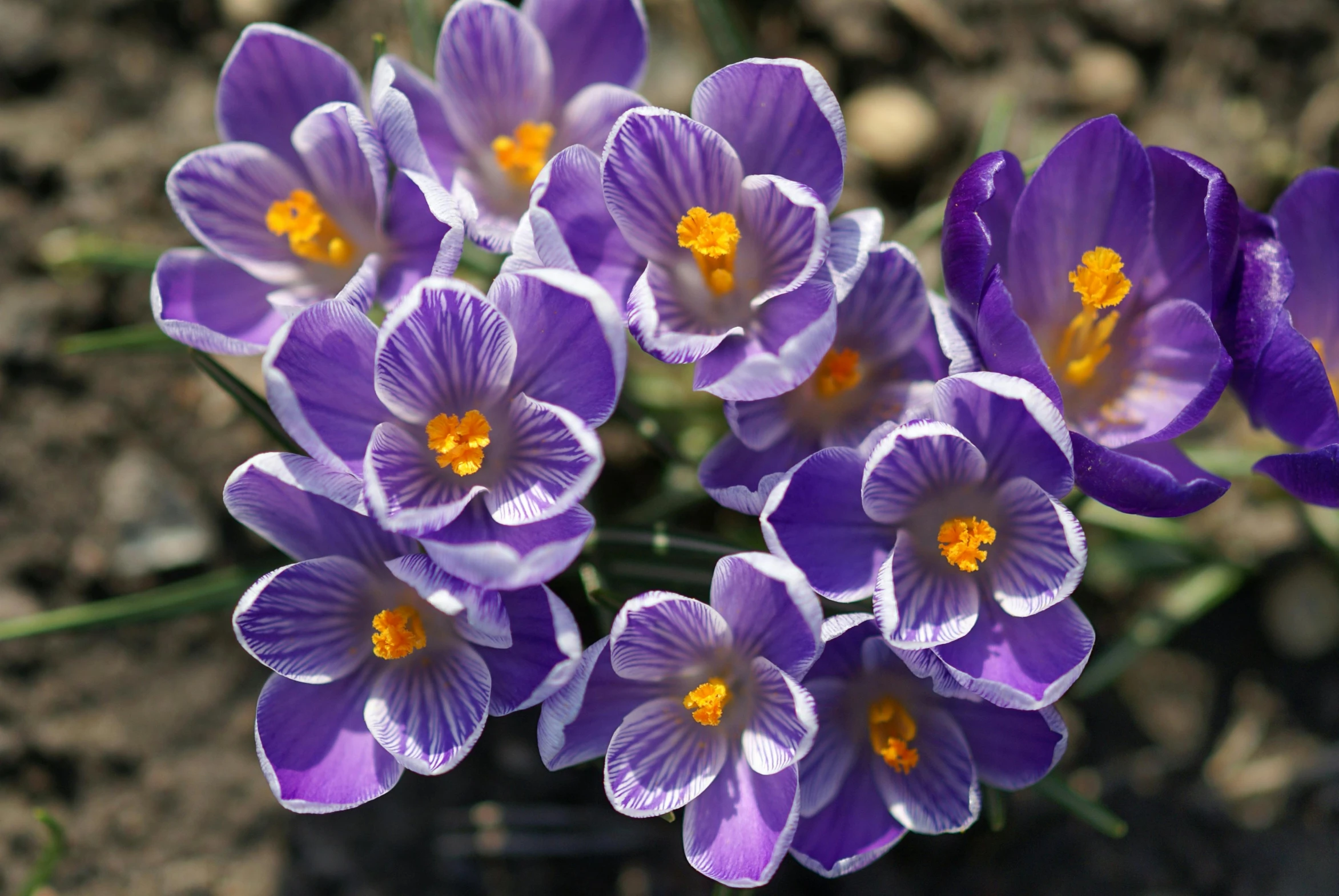 purple crocflowers in flower are in the dirt