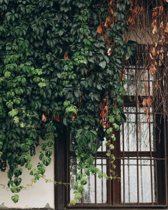 a very pretty window next to a very big tree