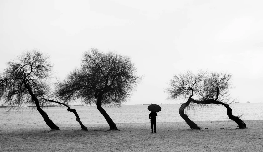 a set of four bare trees are in the desert