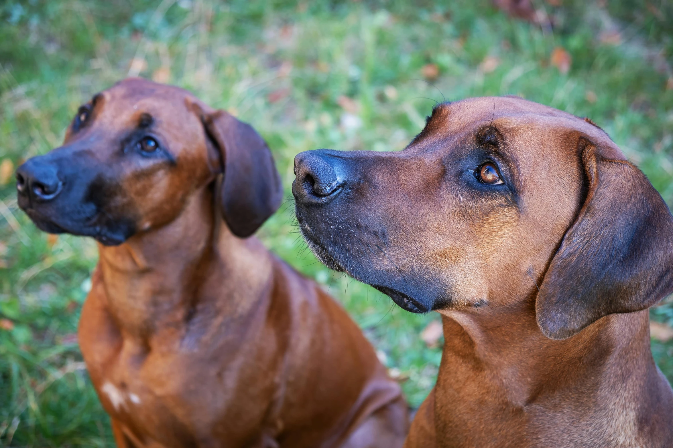 two very big dogs sitting next to each other