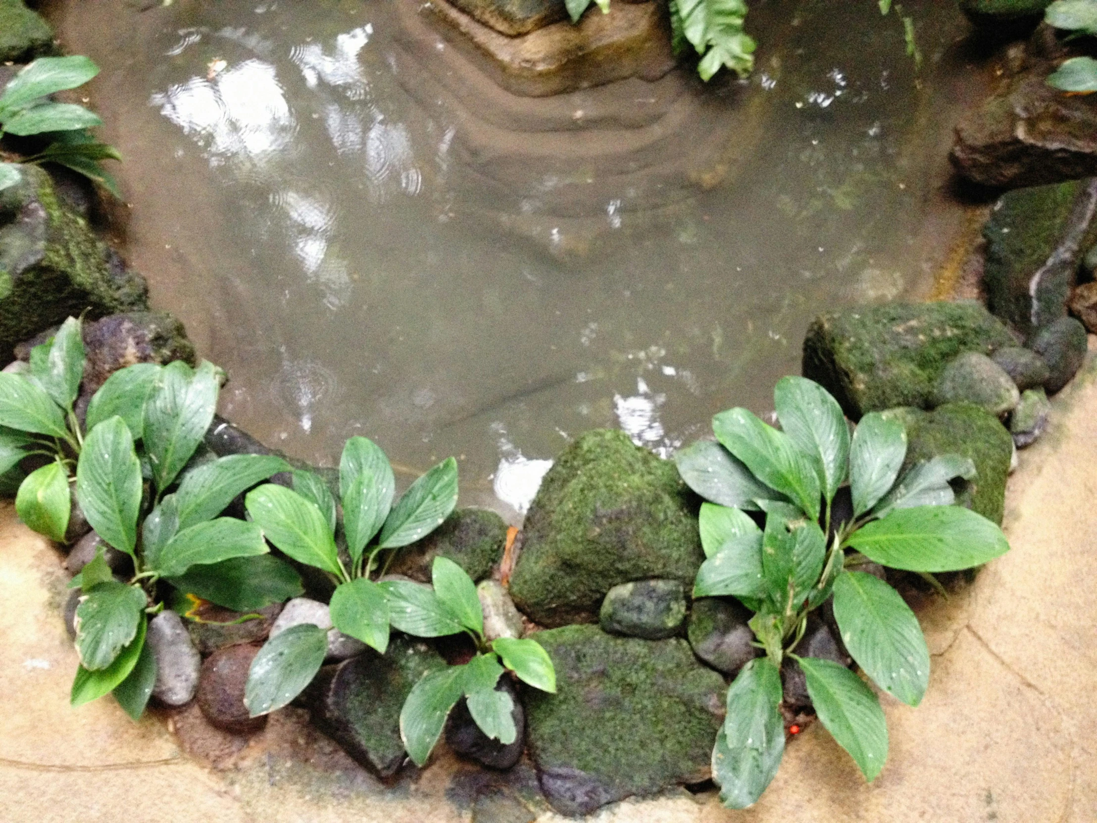 the water is in the center of a rock garden