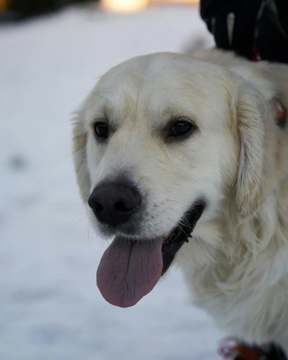 a very big dog with it's tongue out standing in the snow