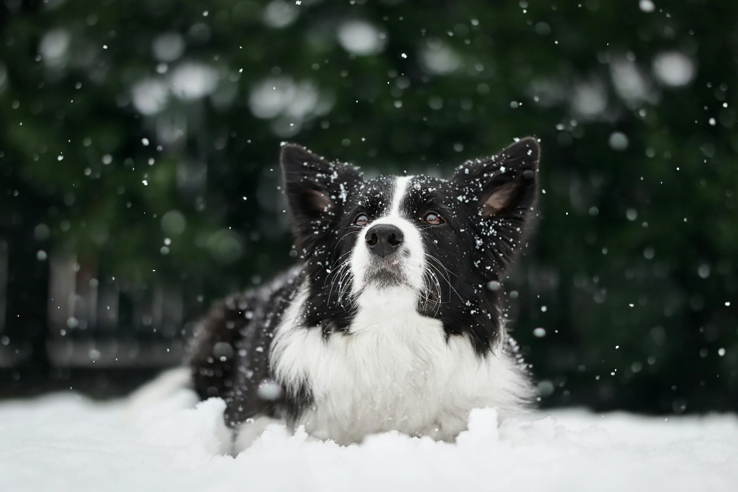 a dog is on the snow covered ground