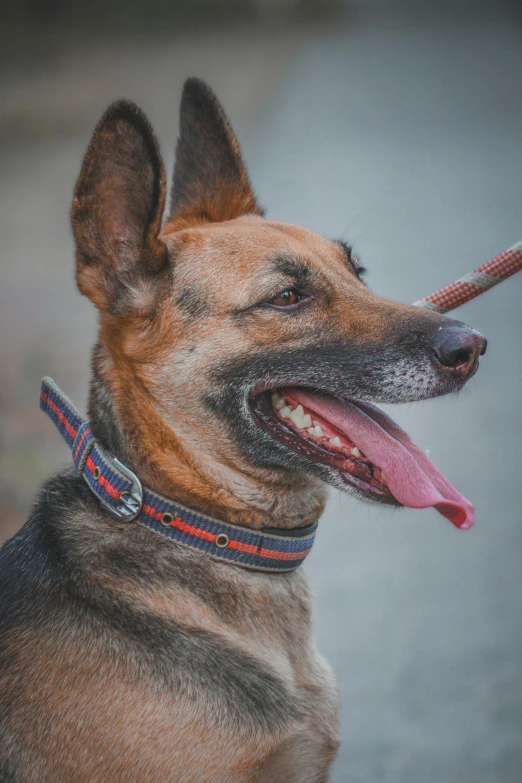 an extremely close up of a dog smiling