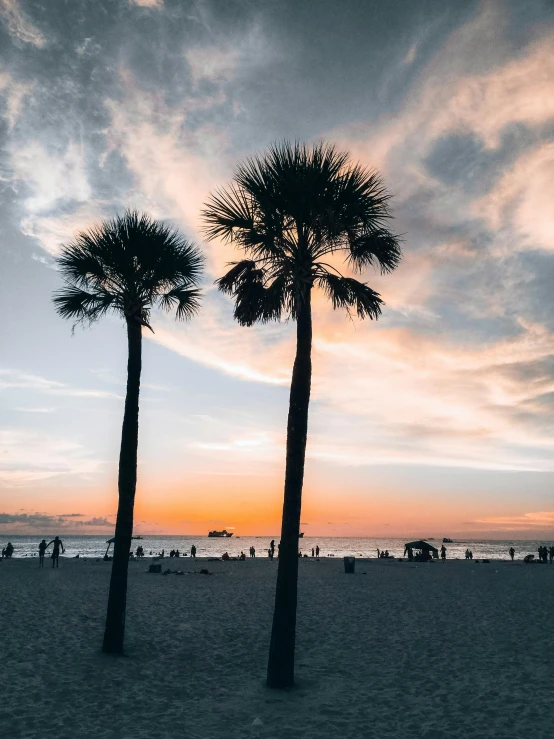 silhouettes of palm trees against a vint sunset