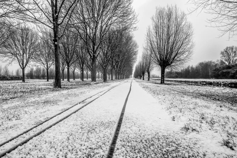 the path through the woods, a tree lined by benches