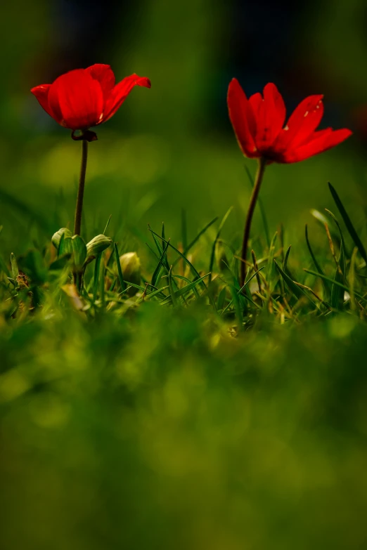two red flowered plants in grass with green background