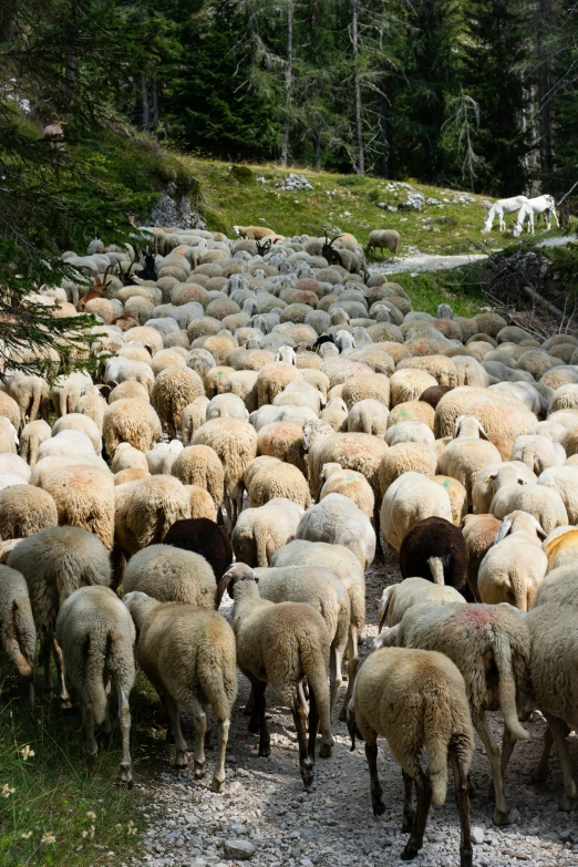 a herd of sheep grazing on the side of a hill