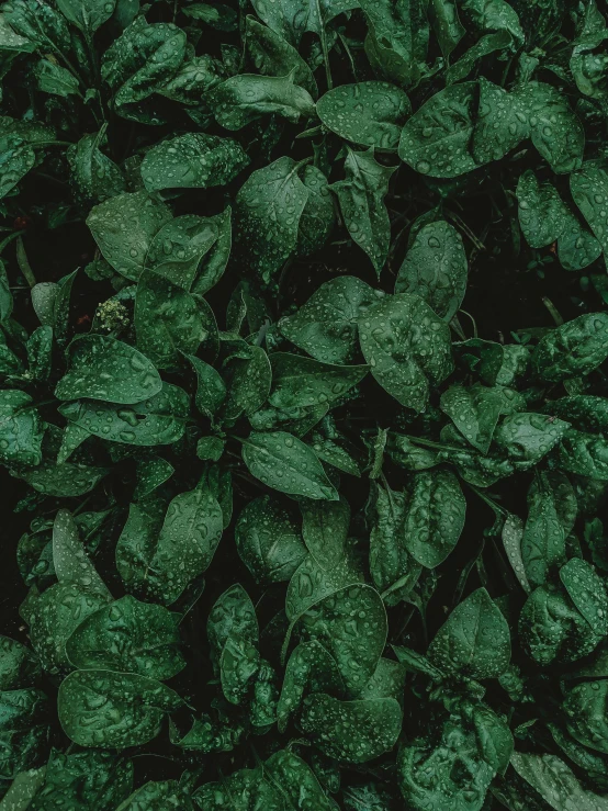 a lush green plant with large leaves and drops