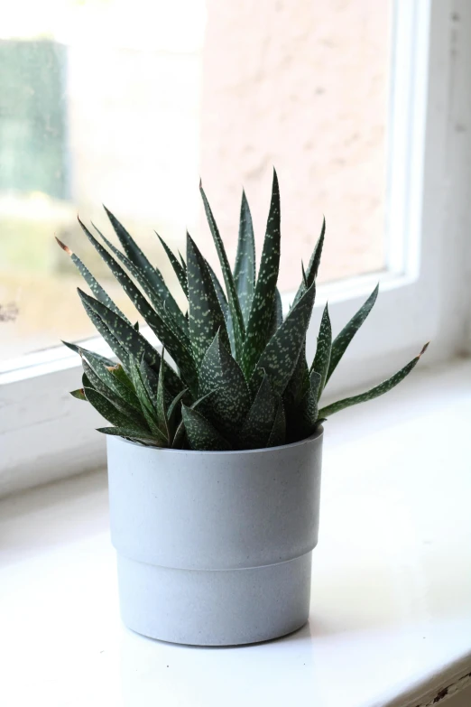 a small plant is sitting by the window sill