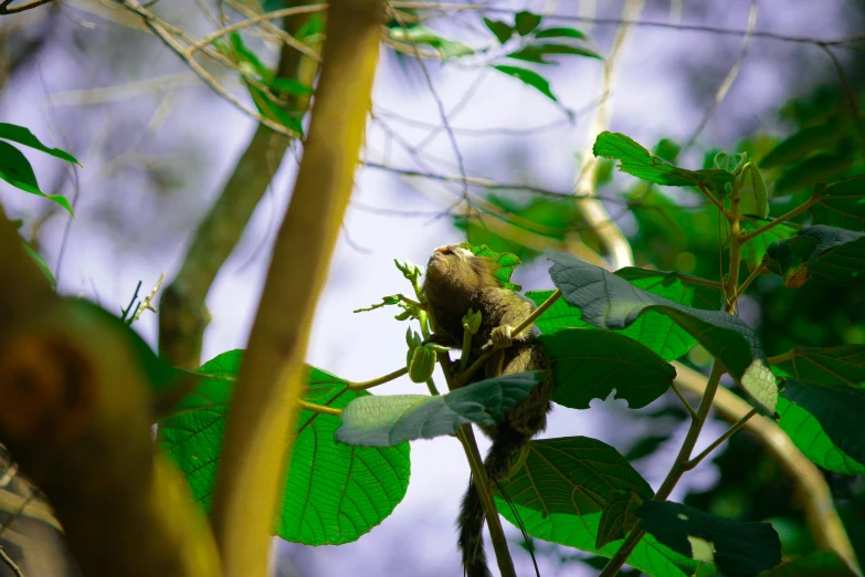 a small bird is perched on the nches