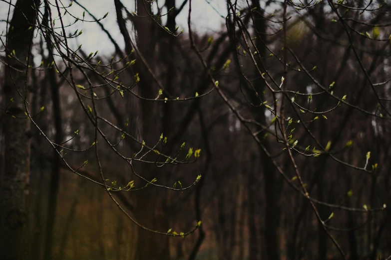 the leaves and nches of the tree are almost bare