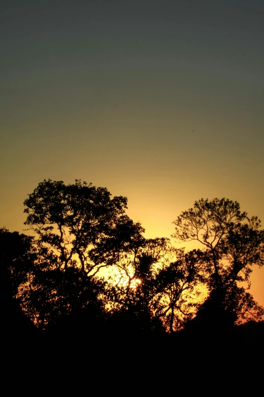 a beautiful sunset is shown with several trees