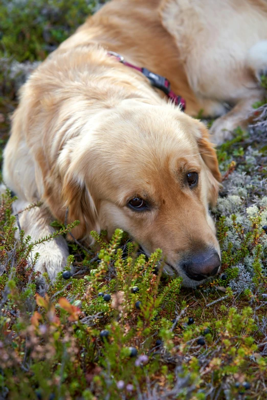 a brown dog on a leash sitting on the ground