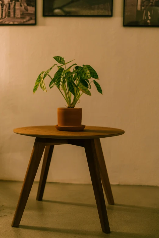 there is a small potted plant on top of a table