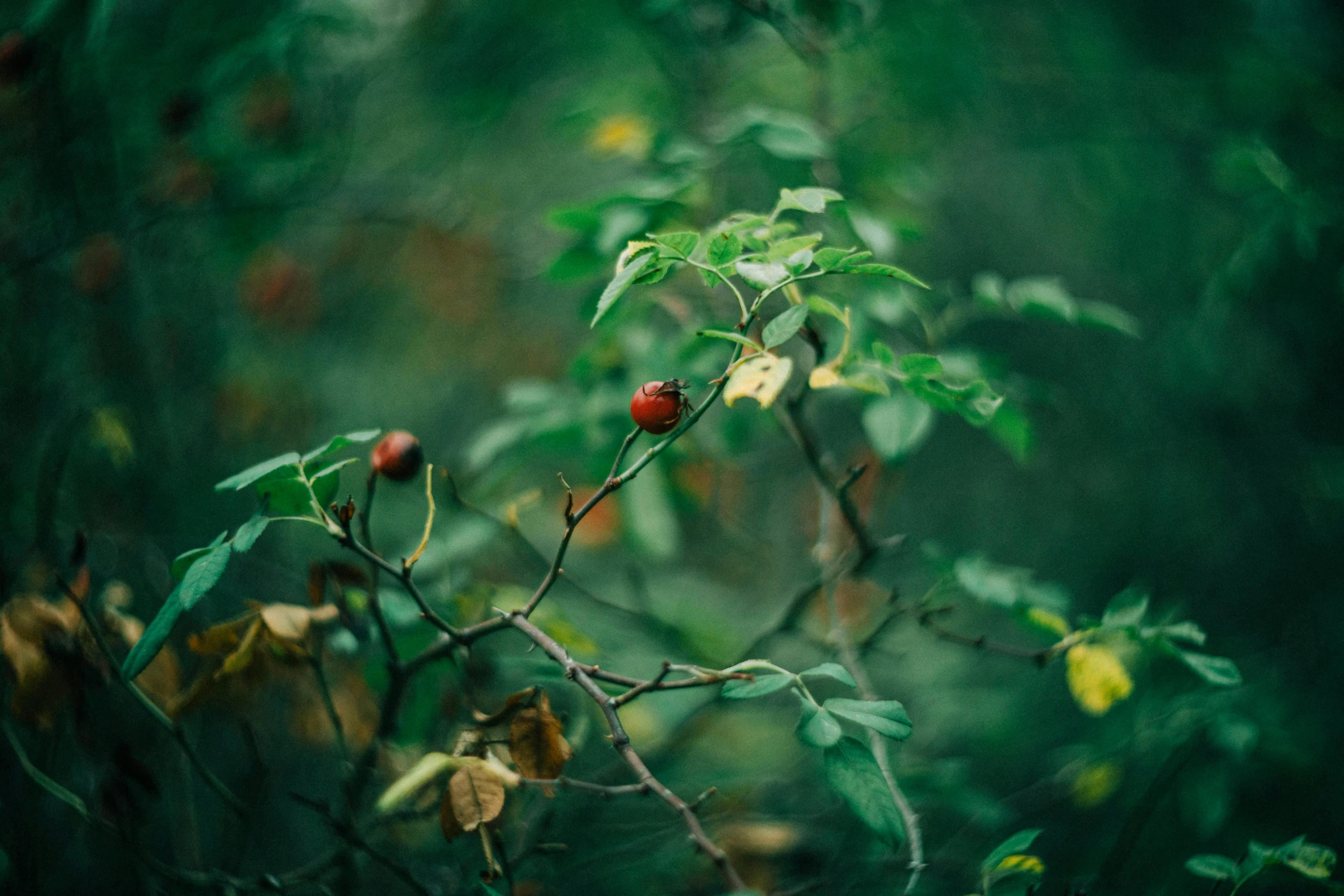 the berries on the bush are red and ripe